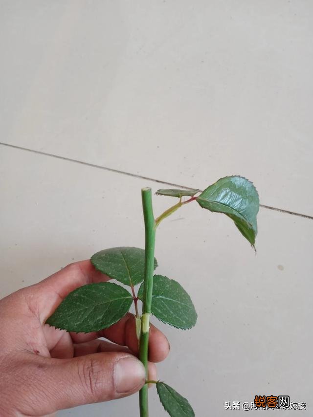 果汁阳台月季可以压枝吗？