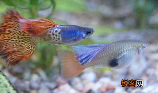 如何减少水族箱中的寄生虫 水族箱有寄生虫怎么办
