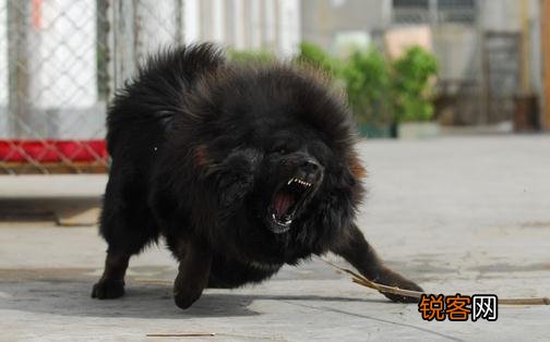 如何教会藏獒幼犬上下楼梯 如何教会藏獒幼犬上下楼梯行走