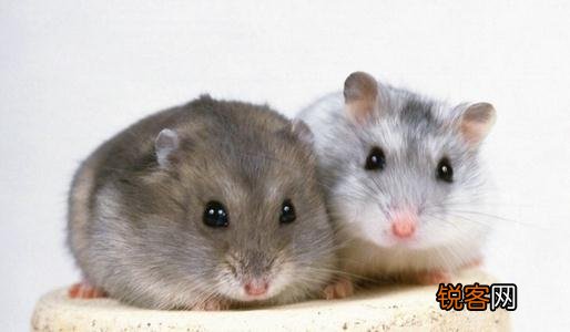 冬天仓鼠便秘应该如何处理食物 冬天仓鼠便秘应该如何处理