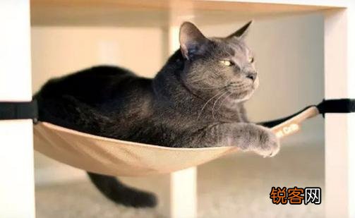 猫床的选择很重要 猫床的选择很重要吗