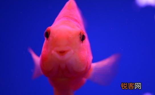 鹦鹉鱼怎么养？鹦鹉鱼常见病有哪些？