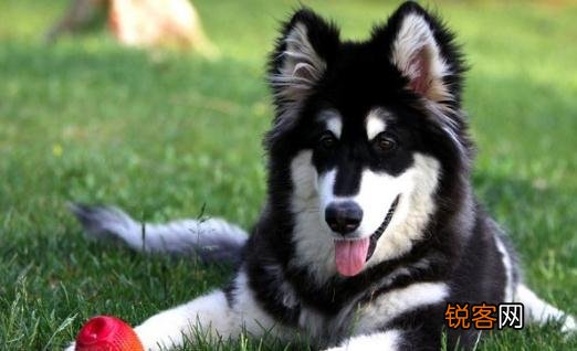 阿拉斯加犬多少钱一只？ 阿拉斯加犬多少钱一只幼崽
