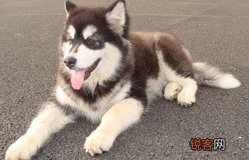 阿拉斯加雪橇犬怎么训练？ 阿拉斯加雪橇犬怎么训练