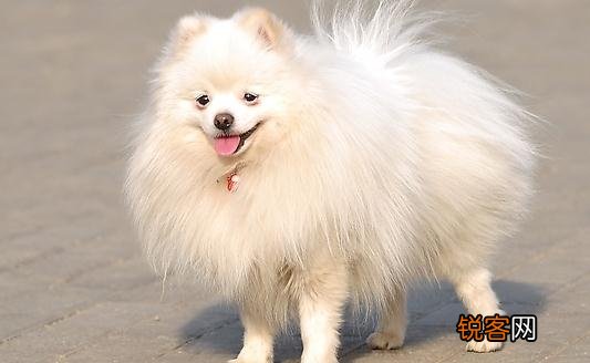 爱斯基摩犬多少钱一条？，爱斯基摩犬多少钱一条狗