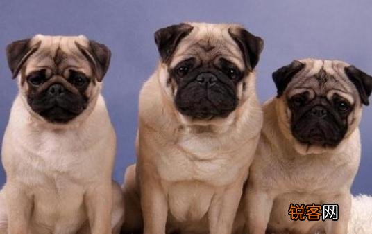 八哥犬多少钱一条？八哥犬如何喂养