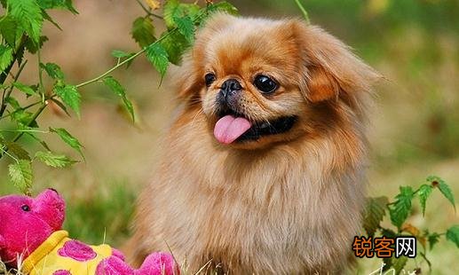 北京犬怎么喂养？京巴犬多少钱一只？