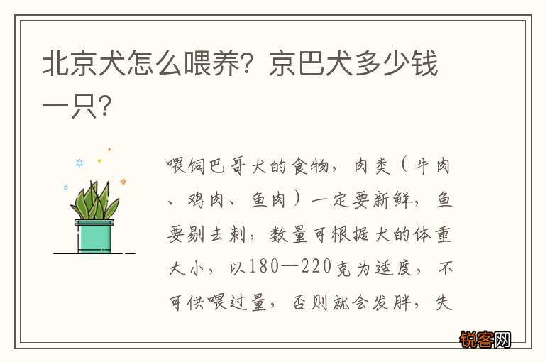 北京犬怎么喂养？京巴犬多少钱一只？