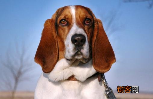 巴吉度犬如何喂养？巴吉度犬是什么？