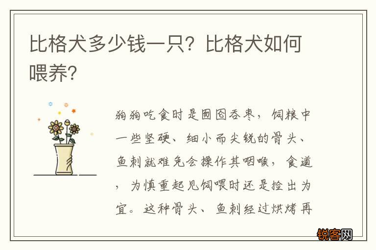 比格犬多少钱一只？比格犬如何喂养？