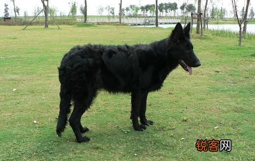 比利时牧羊犬的简介-比利时牧羊犬喂养