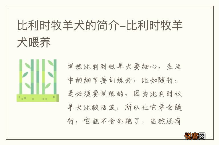 比利时牧羊犬的简介-比利时牧羊犬喂养
