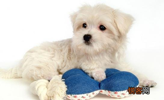 比熊犬多少钱一只？比熊犬如何喂养？