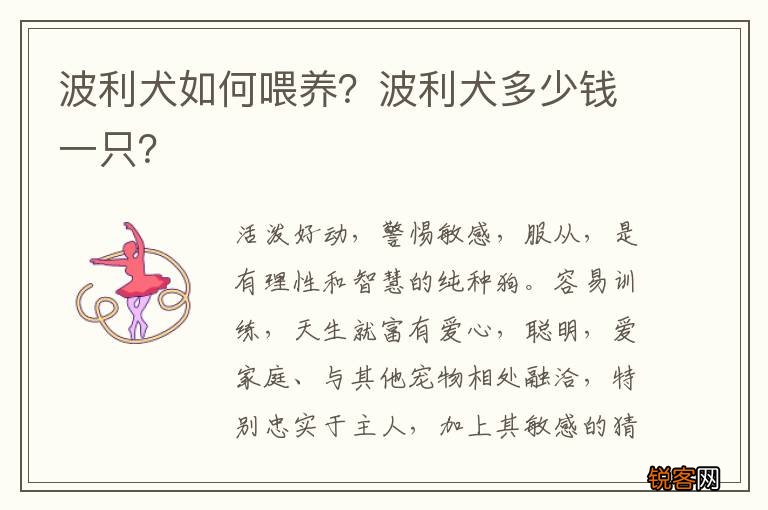 波利犬如何喂养？波利犬多少钱一只？