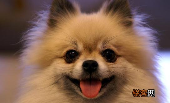 博美狗狗多少钱一条？博美犬怎么训练？