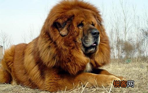 藏獒多少钱一条？藏獒怎么训练？