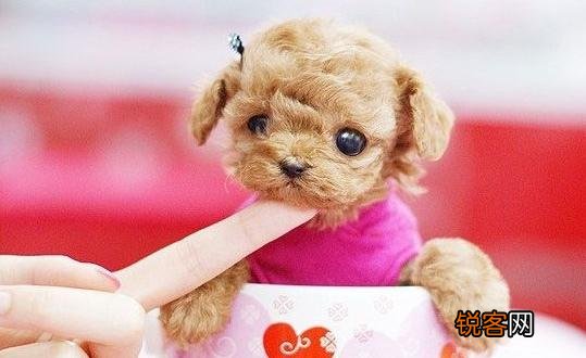 茶杯犬是什么？茶杯犬多少钱一条？