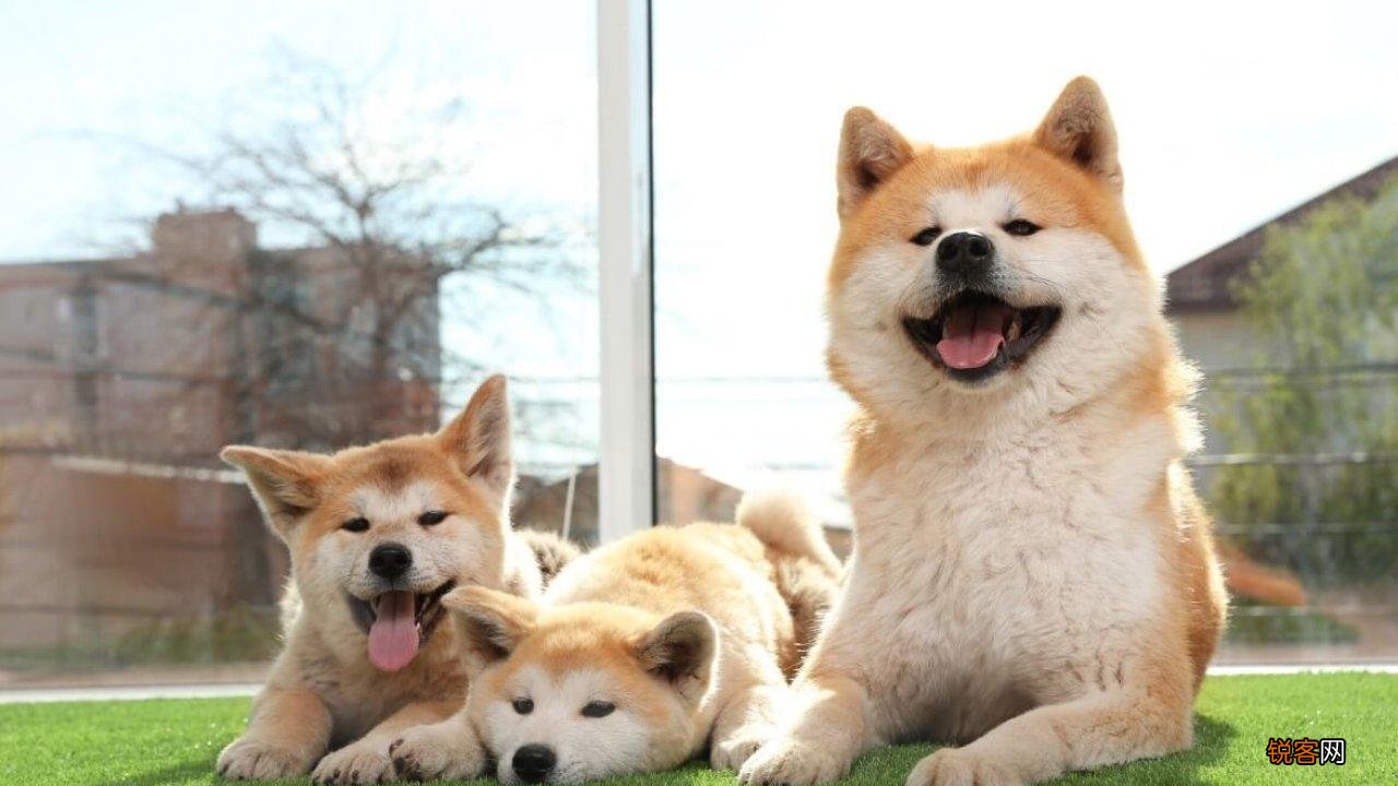 秋田犬的优点和缺点有哪些 秋田犬到底好养吗