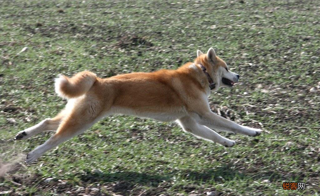 秋田犬的优点和缺点有哪些 秋田犬到底好养吗