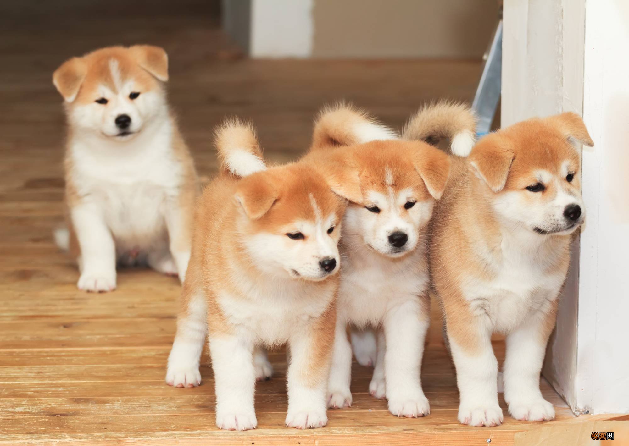 秋田犬的优点和缺点有哪些 秋田犬到底好养吗