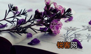梅花最美诗词 含有梅花的精美古诗句