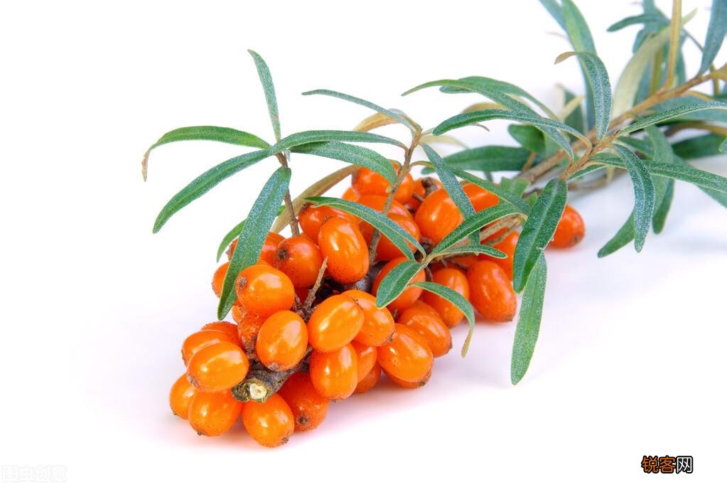 沙棘原浆的功效 常喝的沙棘原浆，还有沙棘火锅到底有疗效吗？