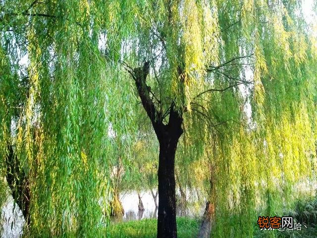 “昔我往矣,杨柳依依,今我来思,雨雪霏霏”为何能成为千古名句？