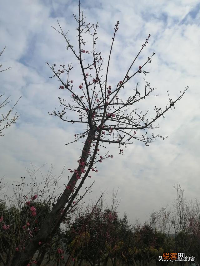 “昔我往矣,杨柳依依,今我来思,雨雪霏霏”为何能成为千古名句？