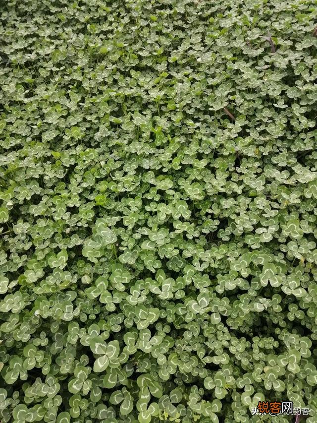 “昔我往矣,杨柳依依,今我来思,雨雪霏霏”为何能成为千古名句？