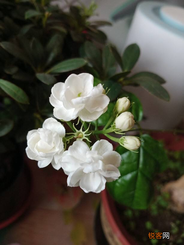 生日送什么花 12个月对应的生辰花