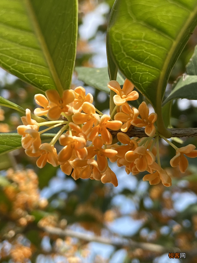 生日送什么花 12个月对应的生辰花