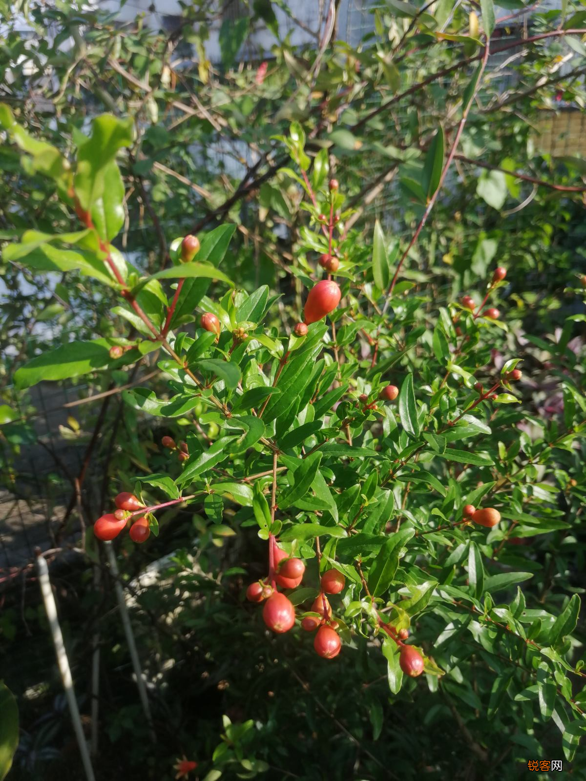 生日送什么花 12个月对应的生辰花