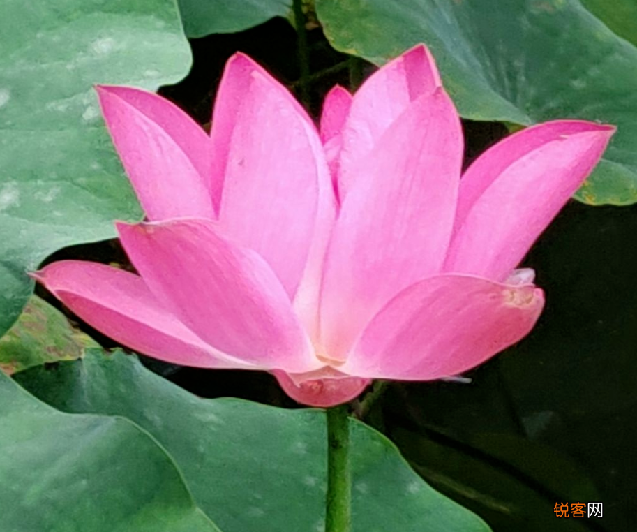 生日送什么花 12个月对应的生辰花