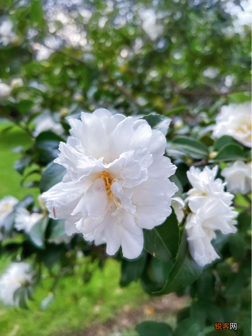 生日送什么花 12个月对应的生辰花