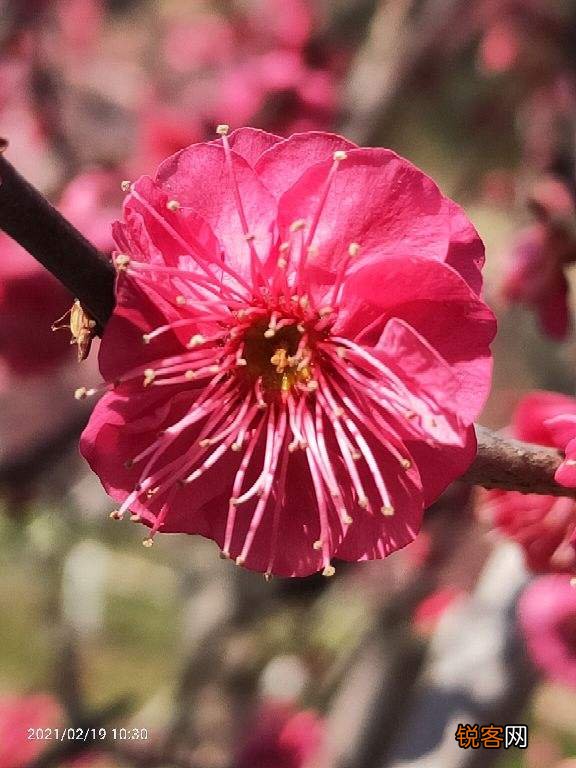 生日送什么花 12个月对应的生辰花