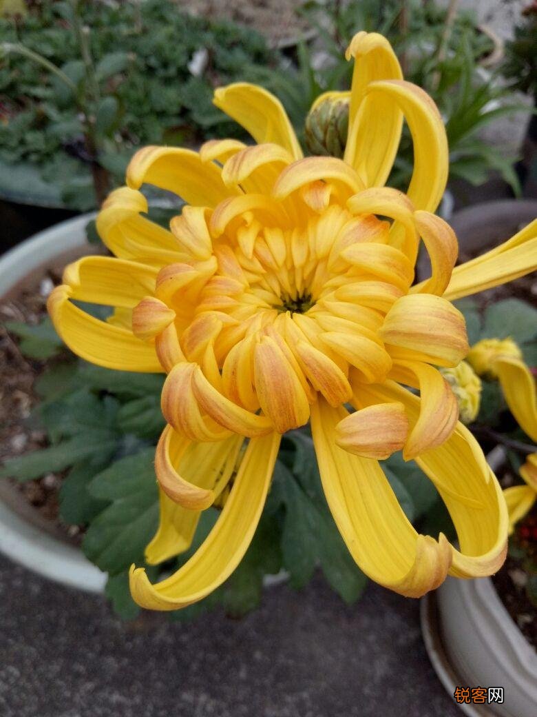 生日送什么花 12个月对应的生辰花