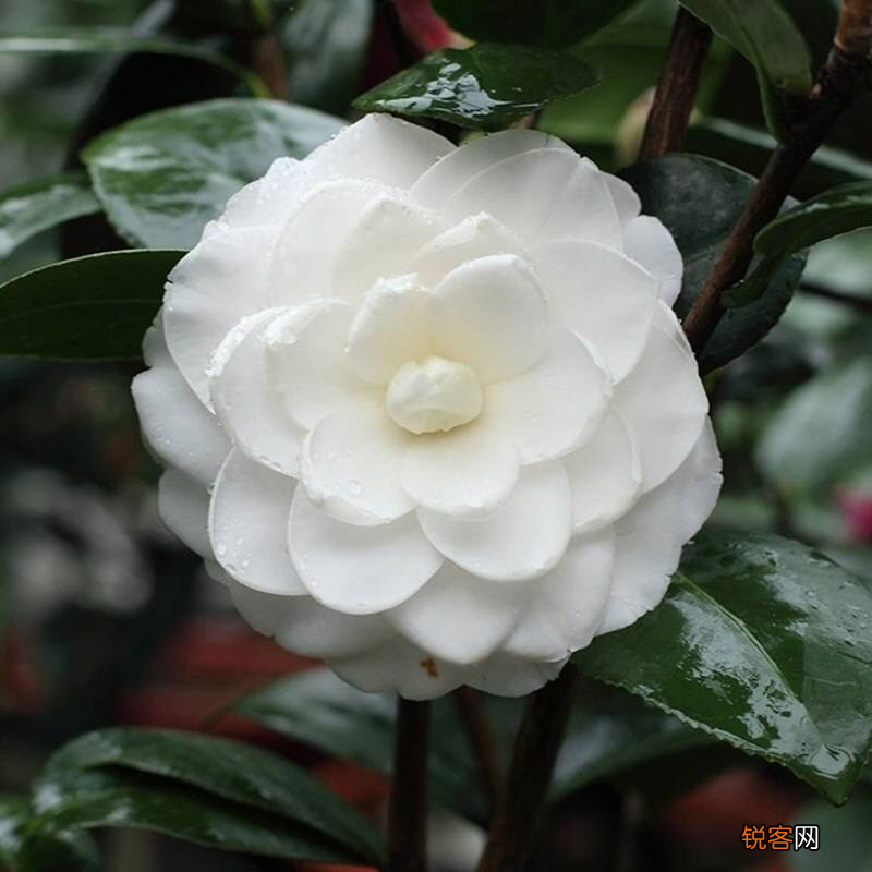 生日送什么花 12个月对应的生辰花