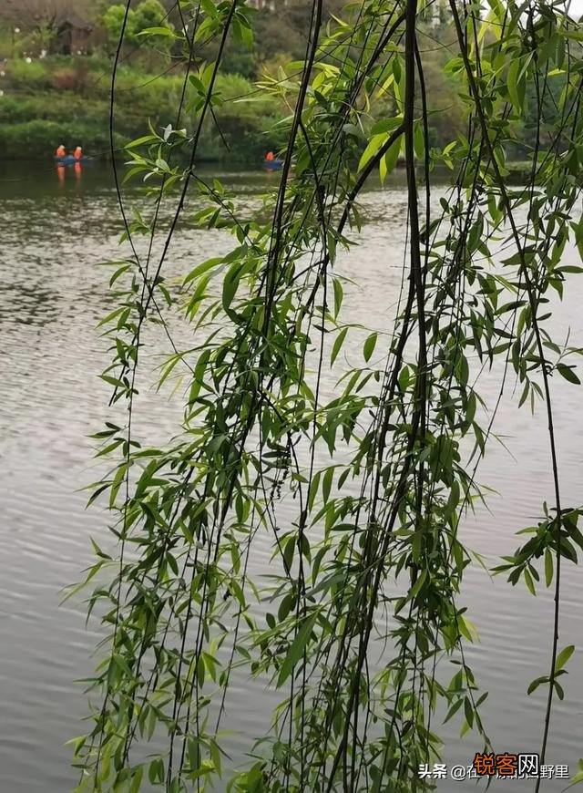 摄影如何表现“昔我往矣,杨柳依依。今我来思,雨雪霏霏。”？