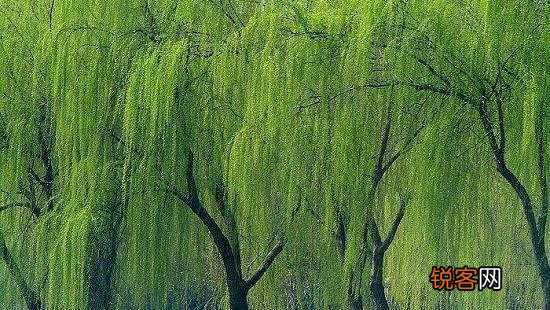 摄影如何表现“昔我往矣,杨柳依依。今我来思,雨雪霏霏。”？