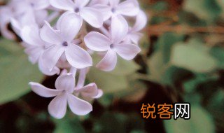 宗璞简介 丁香结的主要内容