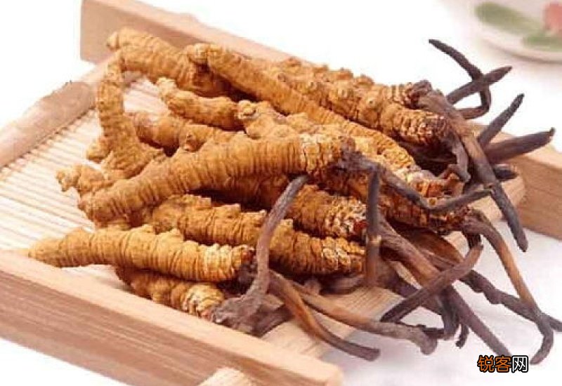虫草根部可以吃吗 冬虫夏草可以直接嚼着吃吗