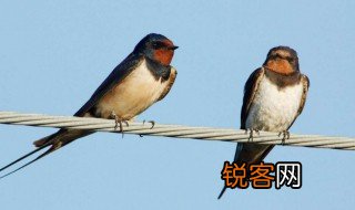 小燕子的小剪刀指的是什么? 小燕子的简介