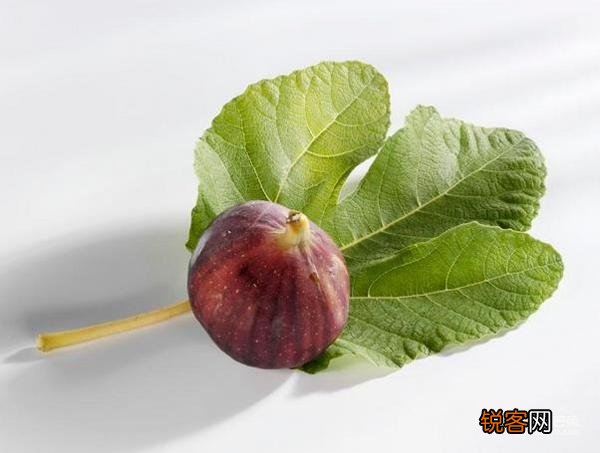 无花果叶子煮水的作用 无花果叶泡水喝的功效