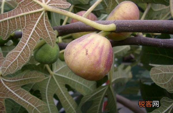 无花果叶子煮水的作用 无花果叶泡水喝的功效