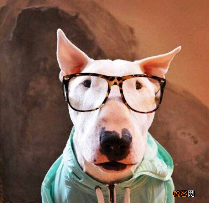 超好打理的短毛犬推荐 6种不掉毛又好养的狗狗