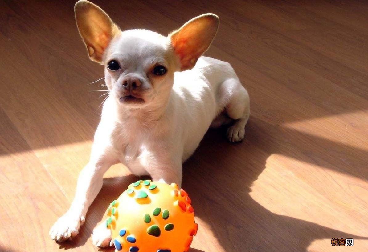 超好打理的短毛犬推荐 6种不掉毛又好养的狗狗