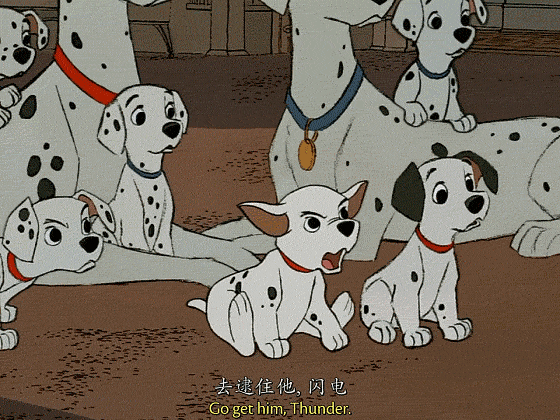 超好打理的短毛犬推荐 6种不掉毛又好养的狗狗