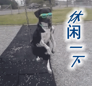 超好打理的短毛犬推荐 6种不掉毛又好养的狗狗