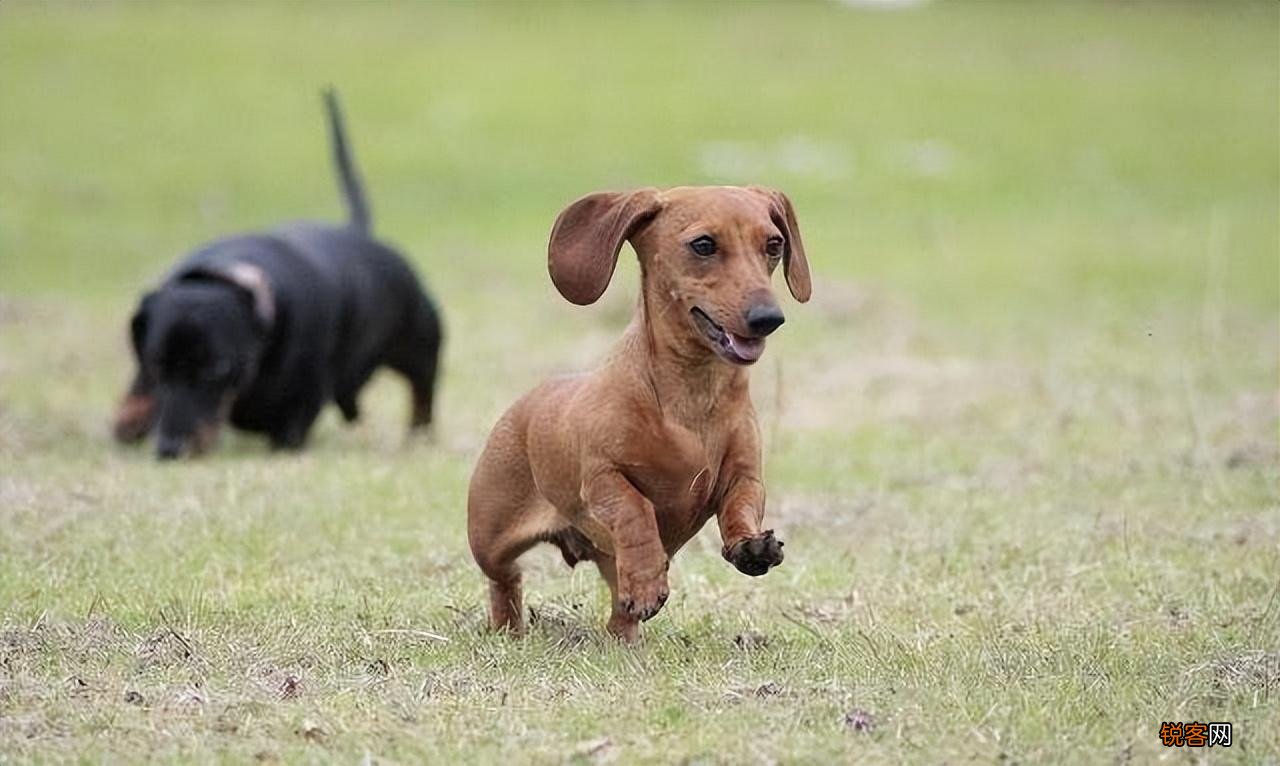 超好打理的短毛犬推荐 6种不掉毛又好养的狗狗