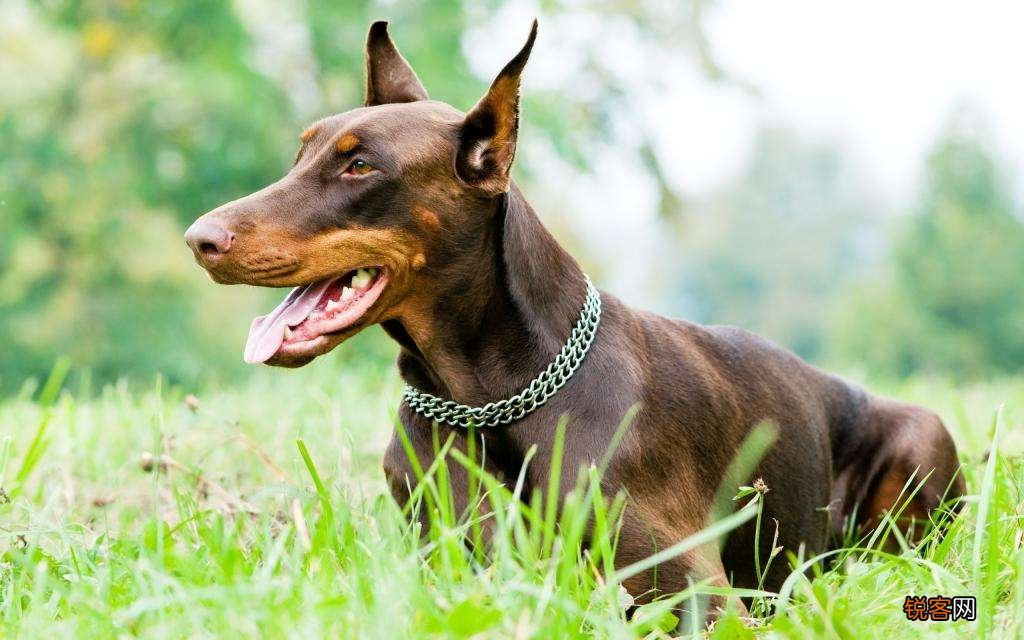 超好打理的短毛犬推荐 6种不掉毛又好养的狗狗